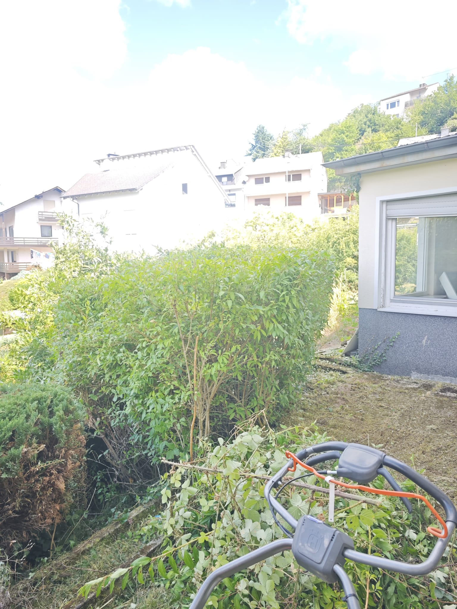 Strauchpflege – Rückschnitt