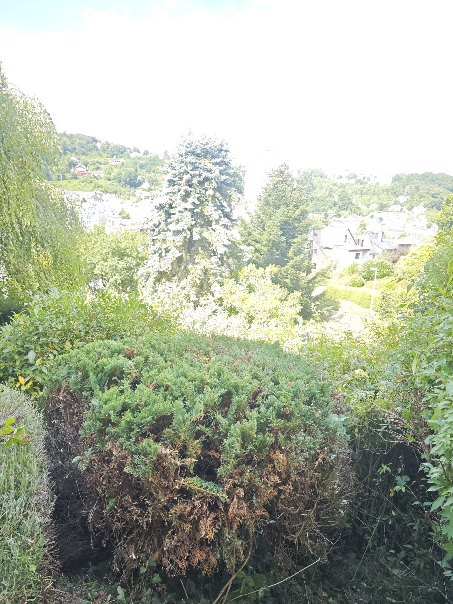 Buschrückschnitt – Ergebnis