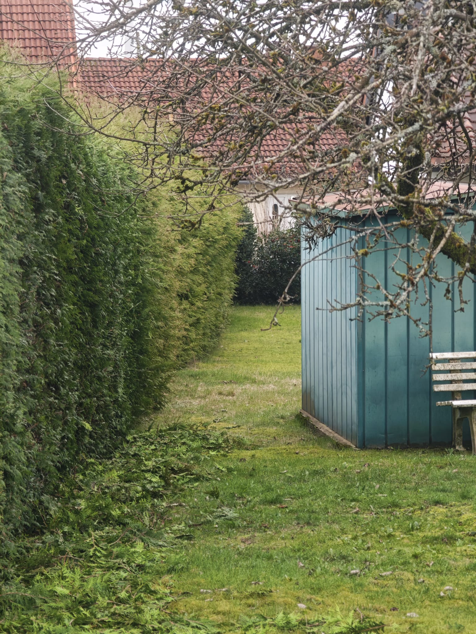 Hecke schneiden