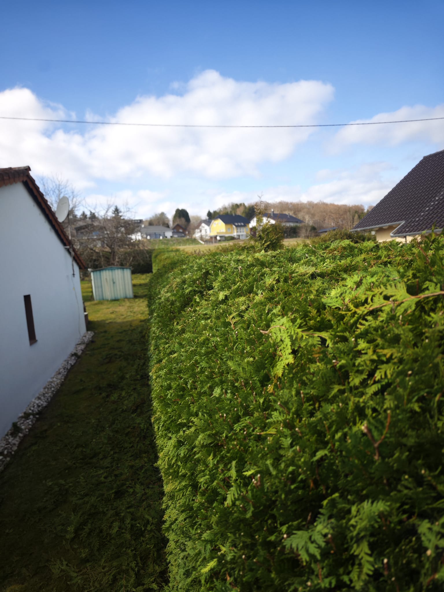 Gepflegte Hecke nach dem Schnitt